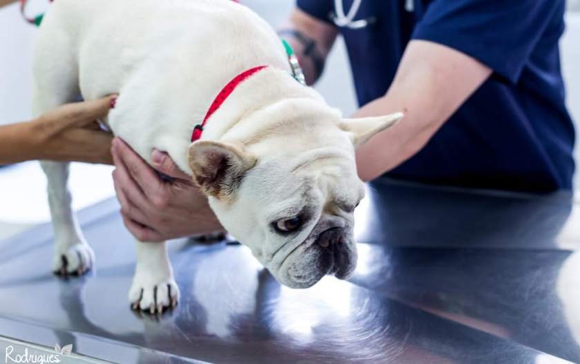 Atendimento veterinário no Hospital Cão e Gato